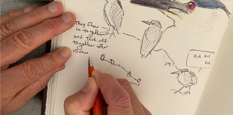 A person adding some words and numbers to the bird drawing.