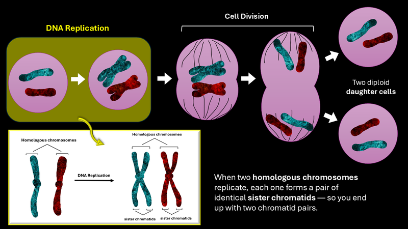 Two homologous chromosomes replicate; each one forms a pair of identical sister chromatids in cell division.