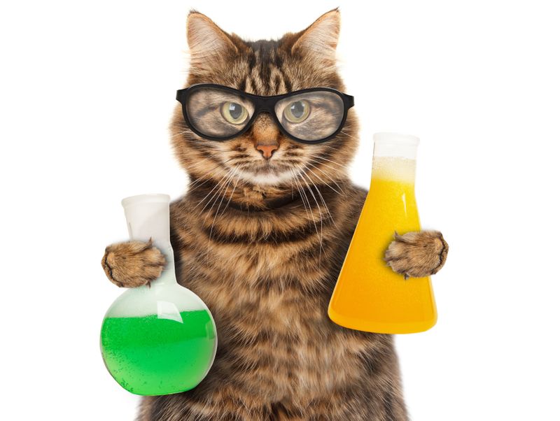 A kitten doing a science experiment