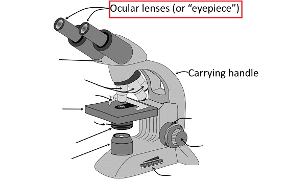 Microscope diagram with labels pointing to parts: 