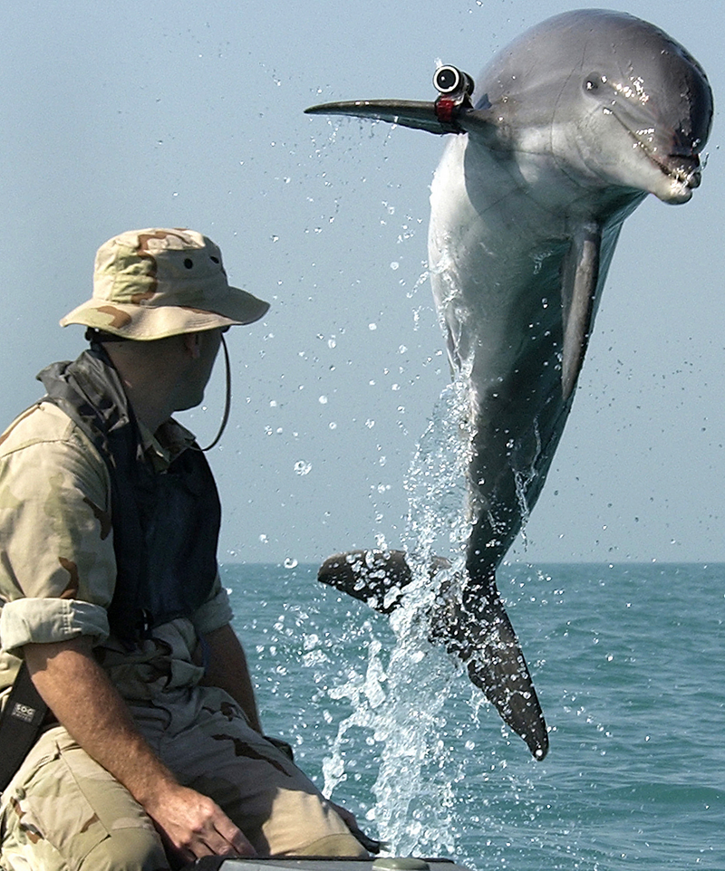 Image of a dolphin wearing military equipment, leaping from the water as a Navy seaman looks on