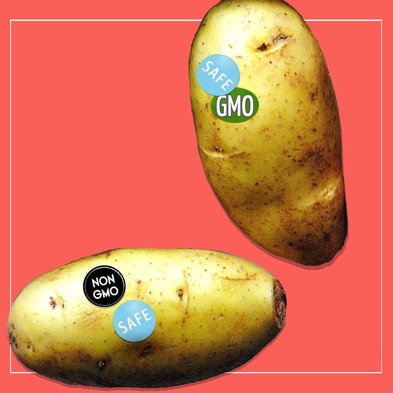 One non-GMO potato and one GMO potato, both have 'safe' stickers.