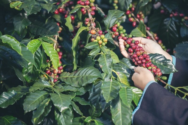 Image of a coffee plant with coffee seeds