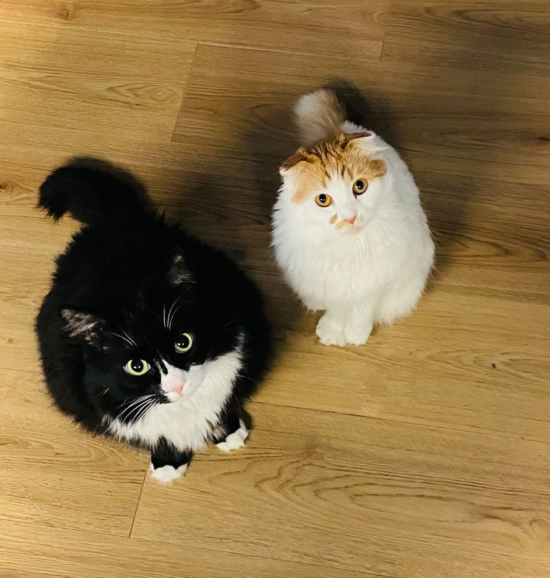 Bella is a black and white tuxedo cat and Penny is a white and ginger Scottish Fold. Both have medium-length coats.