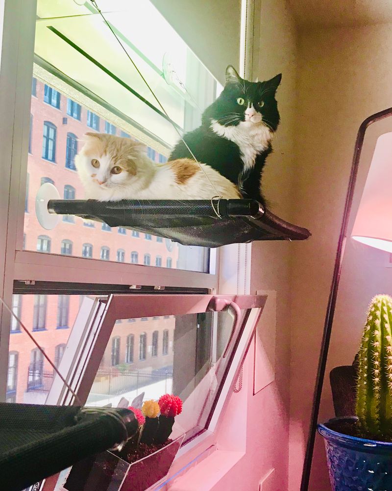 Bella and Penny sitting on their perch anchored on the window.