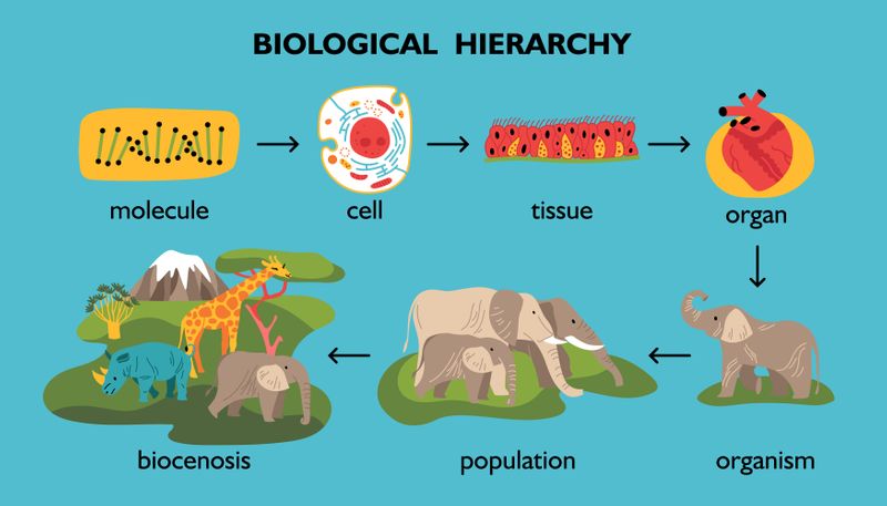 An image of the levels of an animal's biological hierarchy. 