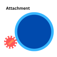 A graphic of a virus attaching to the membrane of a cell.