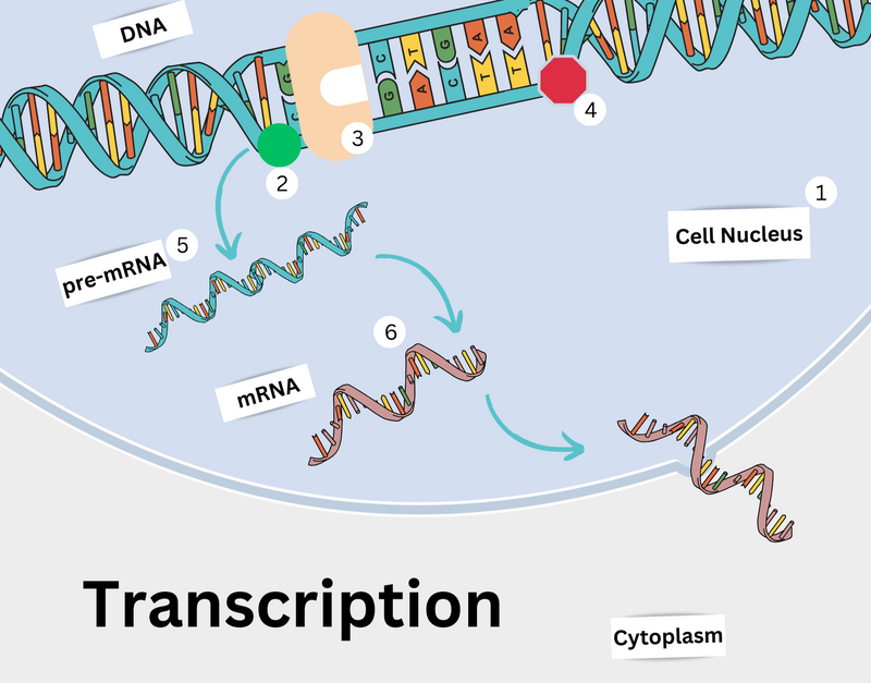 A simple diagram for the steps in the transcription process of protein synthesis.
