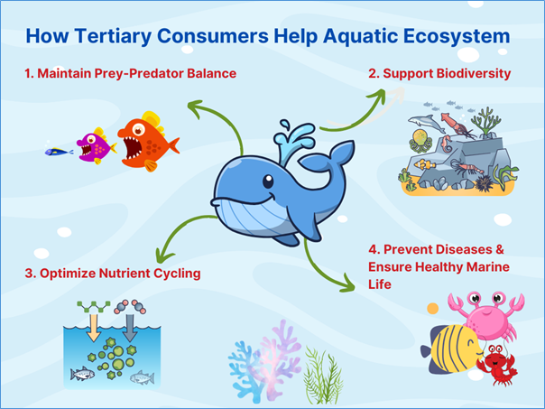 A graphic listing predator-prey balance, biodiversity, nutrient cycling, and disease prevention.