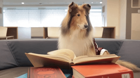 Large collie dog reading a book, flipping pages
