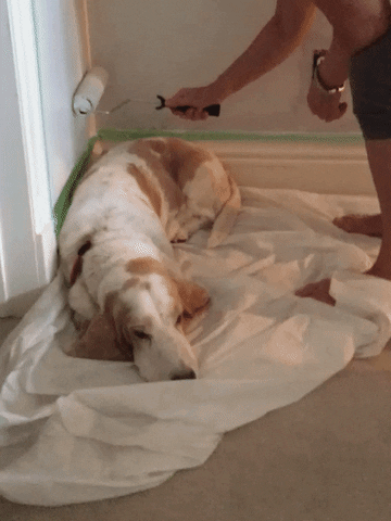 Dog resting on drop cloth while owner paints wall with paint roller