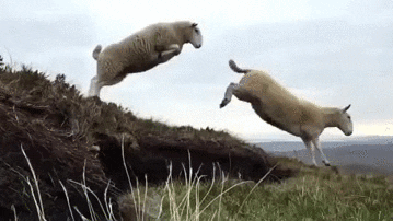 Sheep jumping