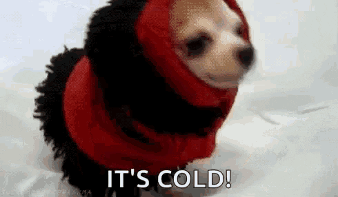 A tiny dog wrapped in a sweater is in a snowy place. The caption reads 'it's cold.'