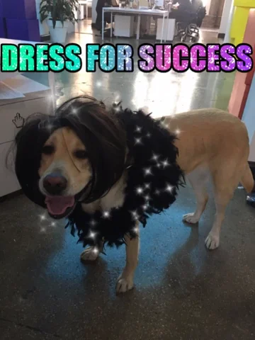 A dog wears a wig and twinkling boa has tongue slightly out while overlaid glitter text reads 