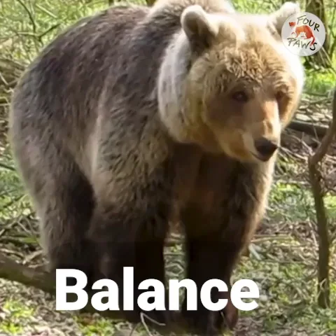 A bear balances on a thin tree.