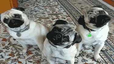 Three dogs twisting their heads