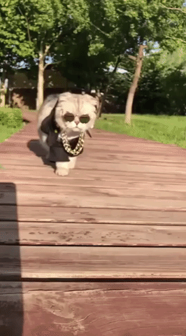 Cat walking on a wooden bridge wearing sunglasses, a gold chain, and black jacket.