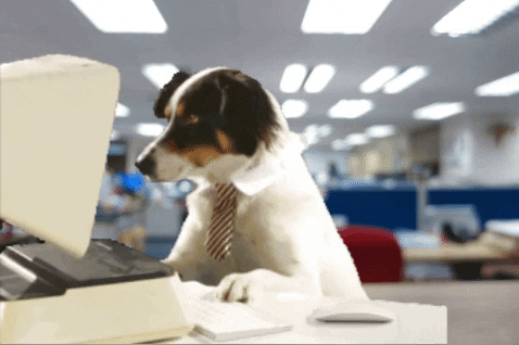 A dog working on a computer in an office