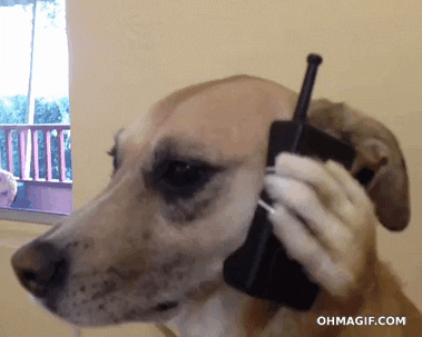 Dog using phone