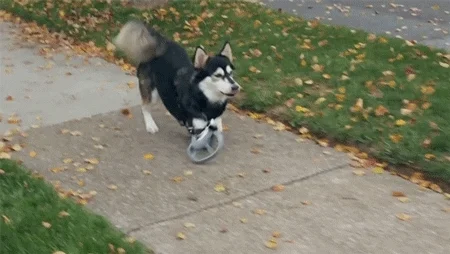 Dog walking with front limb prosthetics
