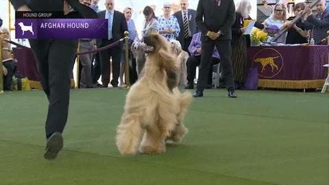An Afghan hound walking in a dog show next to its handler. She is prancing and looks happy. 