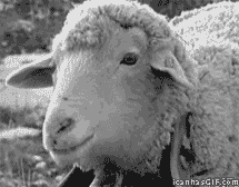 Sheep looking at you