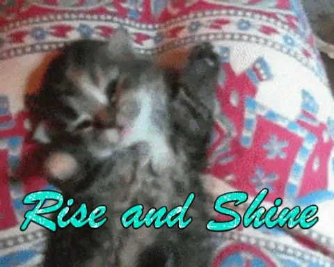 A kitten yawning and stretching. The text reads: 