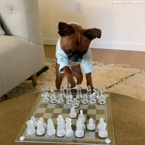 A dog wearing a T-shirt and playing chess. He knocks the pieces over. 