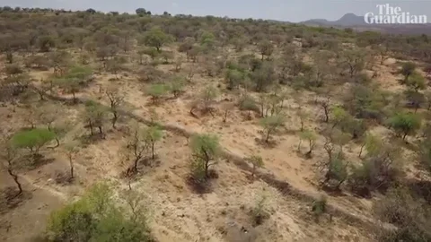 Overhead drone footage of a forest in a semi-arid landscape.