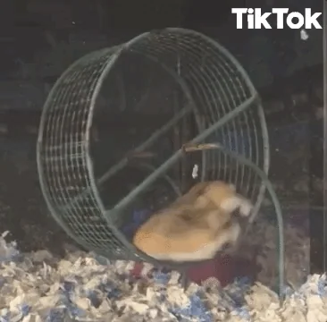 Hamsters spinning in a wheel.