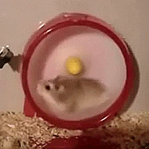 Hamster spinning on a wheel