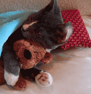 GIF of a cat under a blanket snuggling a teddy bear