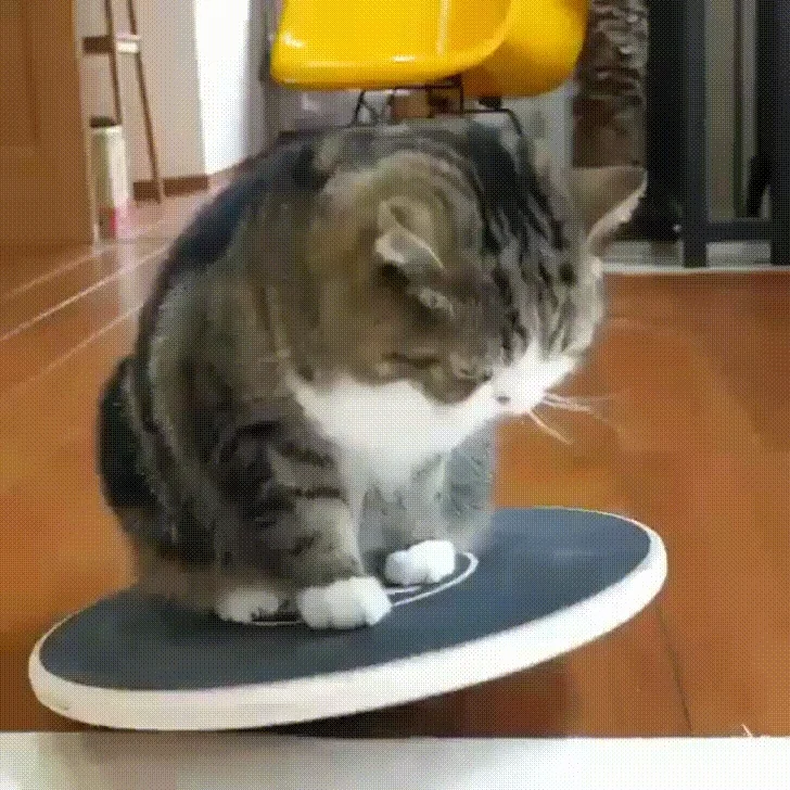 A cat trying to balance on a wobble board. 