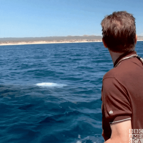 A man pointing to a whale coming to the water surface.