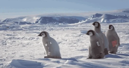 Penguins following each other in the snow.