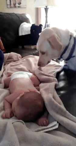 Dog is tucking in a young baby with its nose