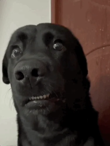 A dog looks confused.