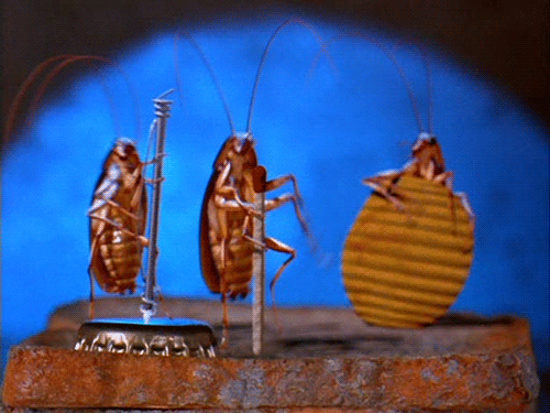 cockroaches dancing