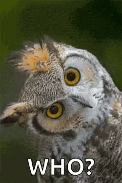 An owl asking, 'Who?' Its eyes blink repeatedly.