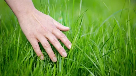 A hand touches a patch of grass while sun beams down on it.