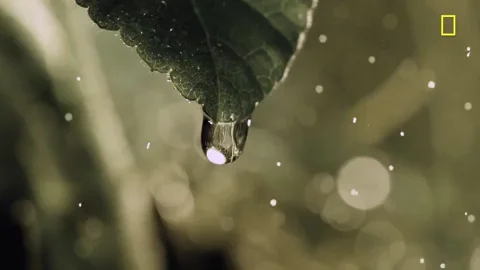 A drip of water falling off a lead in slow motion.