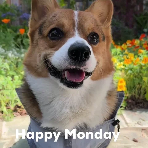 An excited dog. The text reads: 