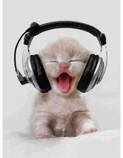 A kitten happily bobbing its head along to some music it’s listening to in the headphones it’s wearing.