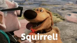 A dog loses focus after seeing a squirrel.