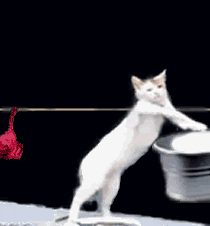 A cat doing the laundry.
