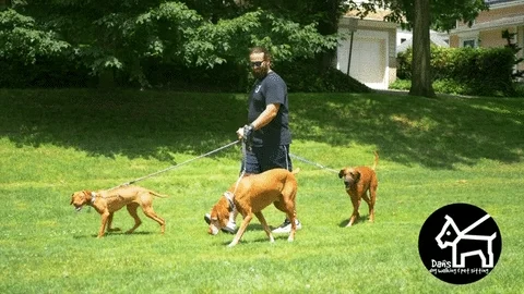 A man walking three dogs.