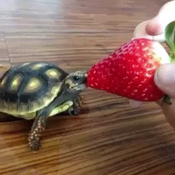 A GIF animation image shows a small house turtle mouth-chomping on the tip of a red strawberry held by a human hand.
