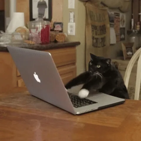 A cat is typing crazily on a laptop.