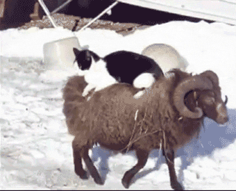 cat sitting on sheep
