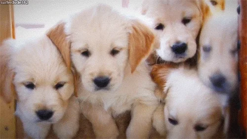 A litter of Golden Retriever puppies.